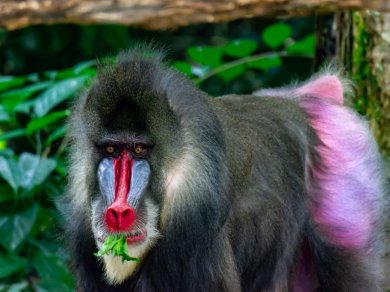 Gabon NP Lope wycieczka z Prestige Tours