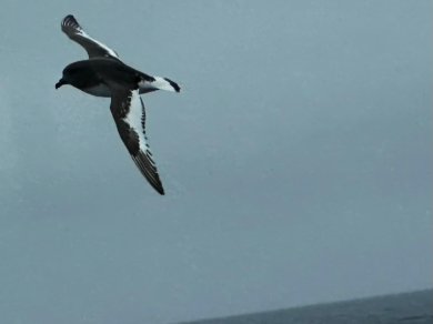 CIEŚNINA DRAKE’A wycieczka