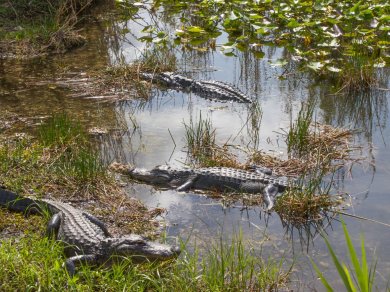 wycieczka do Parku Narodowego Everglades