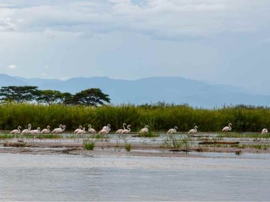 BURUNDI - RUSIZI NATIONAL PARK