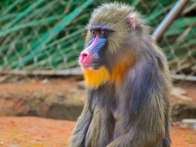 Gabon NP Lope wycieczka z Prestige Tours