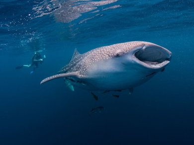 Cenderawasih Bay rejs z Prestige Tours