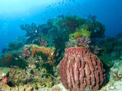 raja  ampat wakacje
