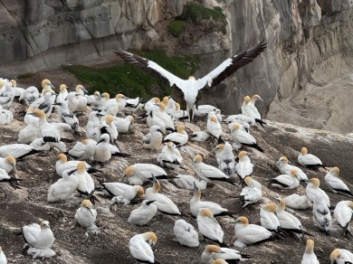 Kolonie głuptaków - Muriwai Beach