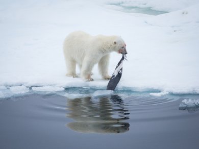 rejs Spitsbergen