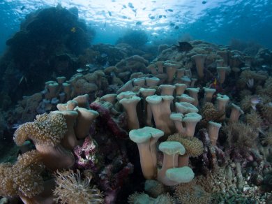 raja  ampat wakacje
