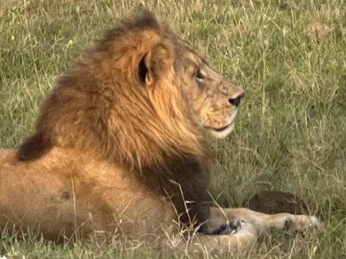 Safarii z Prestige Tours