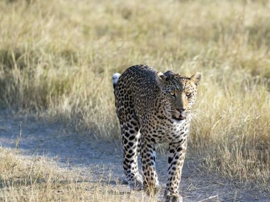 Moremi wycieczka Prestige Tours