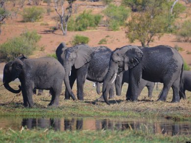 wycieczka do Botswany z Prestige Tours