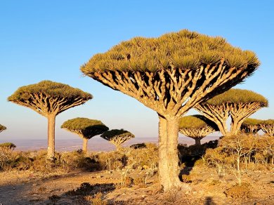 smocze drzewa Sokotra