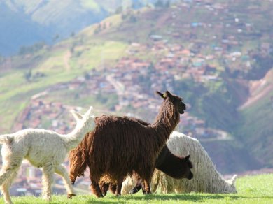 Cuzco wycieczka Prestige Tours
