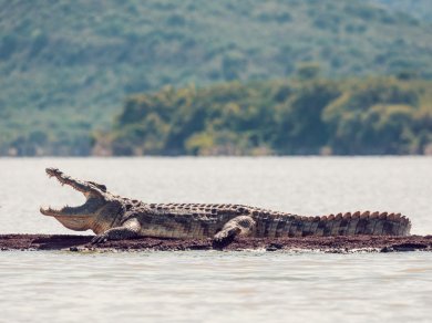 Chamo Lake wycieczka Prestige Tours