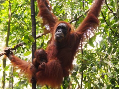 obserwacja orangutanów na Sumatrze
