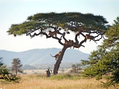 Safari z Prestige Tours