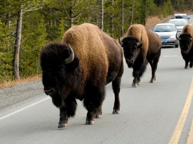 zwiedzanie Yellowstone