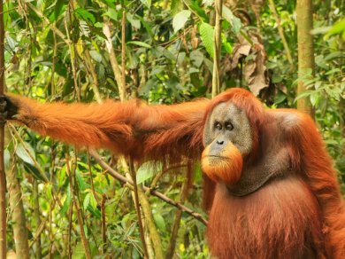 obserwacja orangutanów na Sumatrze