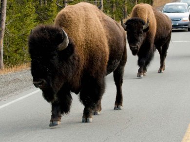 Yellowstone wycieczka