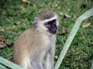 LIVINGSTON, ZAMBIA wycieczka Prestige Tours