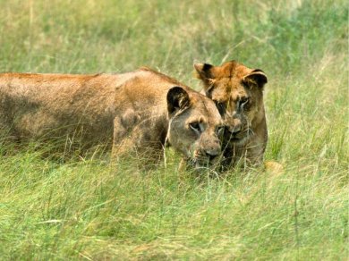 lwy Queen Elizabeth National Park