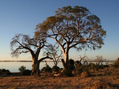 PARK NARODOWY CHOBE wycieczka Prestige Tours