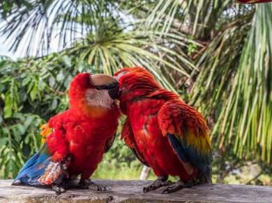 Amazonia wycieczka z Prestige Tours