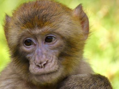 Park Narodowy Lope, Gabon wycieczka Prestige Tours