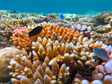 wielka rafa koralowa Australia wycieczka