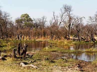 SAFARI W REZERWACIE MOREMI