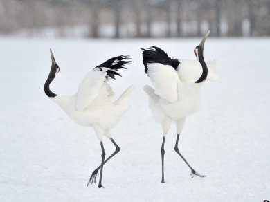 żurawie Japonia
