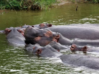 hipopotamy Kazinga Channel