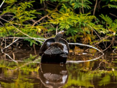 wycieczka Amazonia