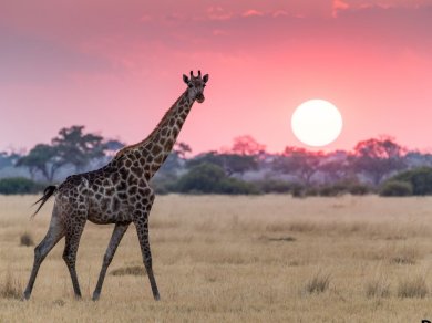 wycieczka do Botswany z Prestige Tours