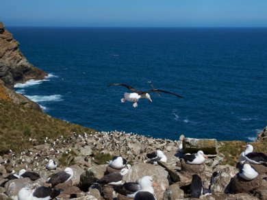 FALKLANDY – WEST POINT ISLAND, SAUNDERS ISLAND rejs Prestige Tours