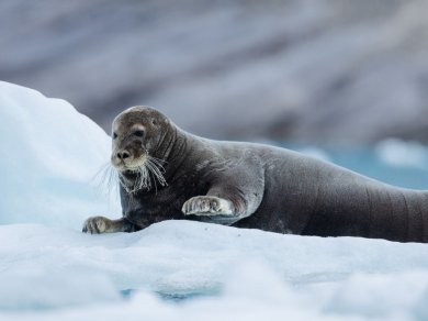 Arktyka rejs Spitsbergen