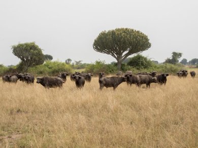 SAFARI W QUEEN ELIZABETH NATIONAL PARK
