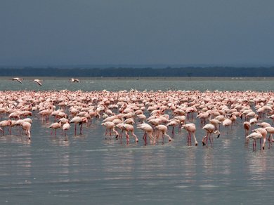 wycieczka nad Jezioro Nakuru
