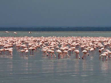 wycieczka nad Jezioro Nakuru