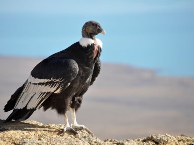 KONDORY I PUNTA ARENAS - zwiedzanie z Prestige Tours