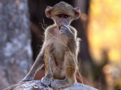 wycieczka do Botswany z Prestige Tours