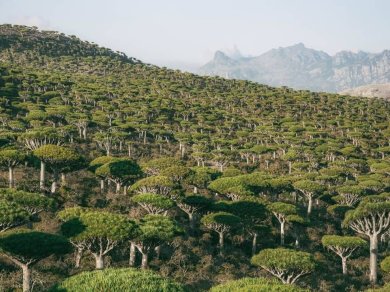 smocze drzewa Sokotra