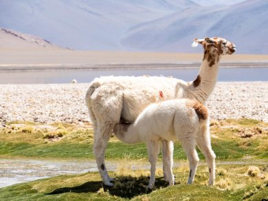 Salar de Aguas Calientes i Salar de Quisquiro - wycieczka egzotyczna Prestige Tours