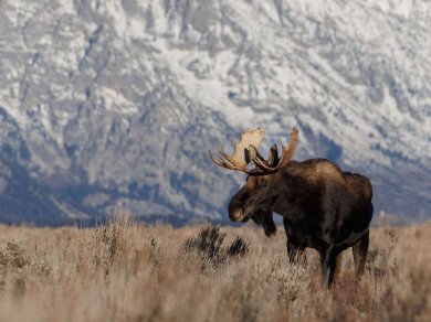 GRAND TETON wycieczka USA