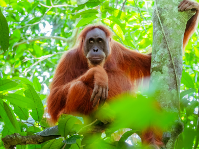 obserwacja orangutanów na Sumatrze