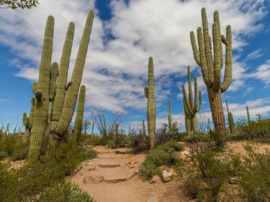 Saguaro NP wycieczka Prestige Tours