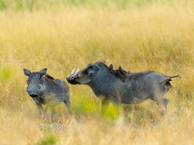 SAFARI W REZERWACIE MOREMI
