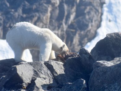 Spitsbergen 2027 z Prestige Tours