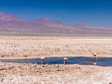 Laguna Chaxa - zwiedzanie z Prestige Tours