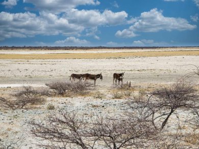 MAKGADIKGADI PANS
