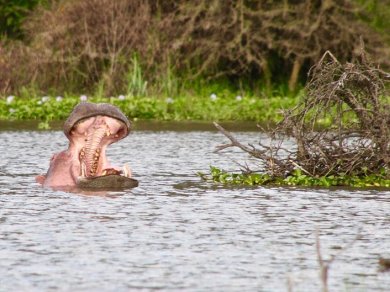 wycieczka nad Jezioro  Naivasha