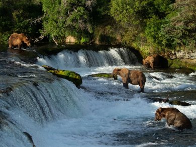 OBSERWACJA NIEDŹWIEDZI BRUNATNYCH W KATMAI
